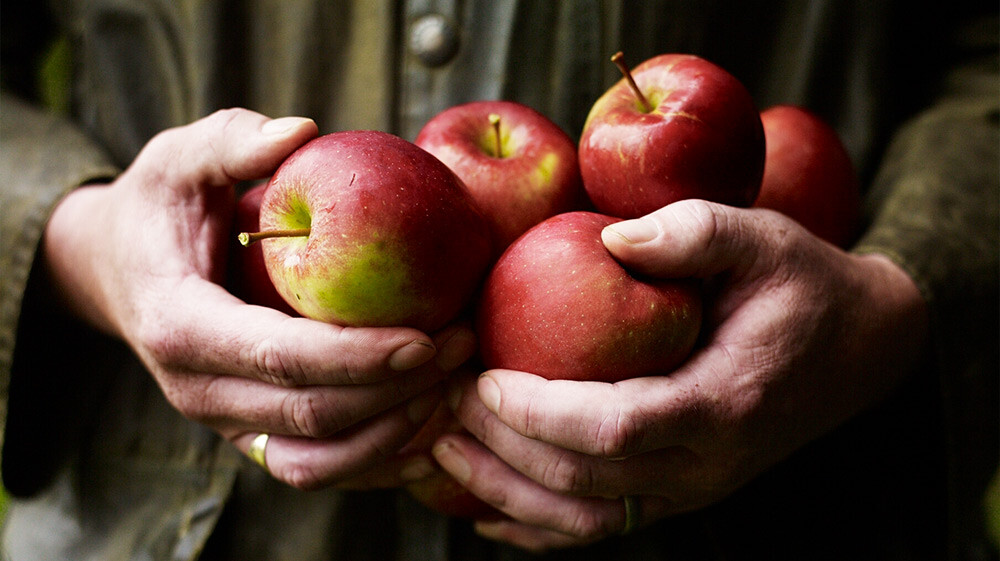 Apples from Waitrose Fruit Farm