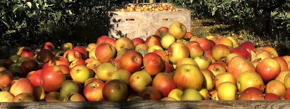 Crates of apples in the orchard