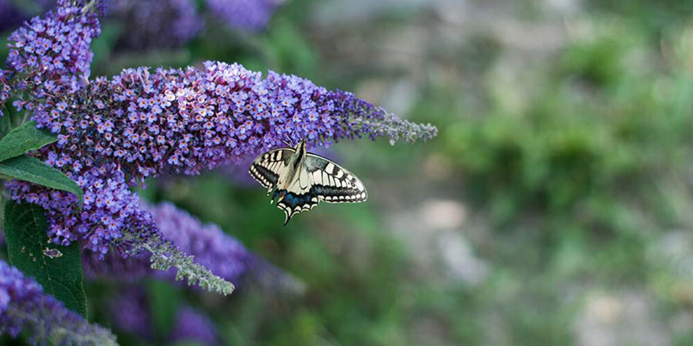 Butterfly hanging on a Budleja flower