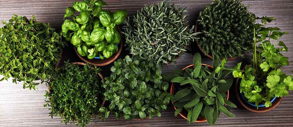 Flat lay of 8 potted plants