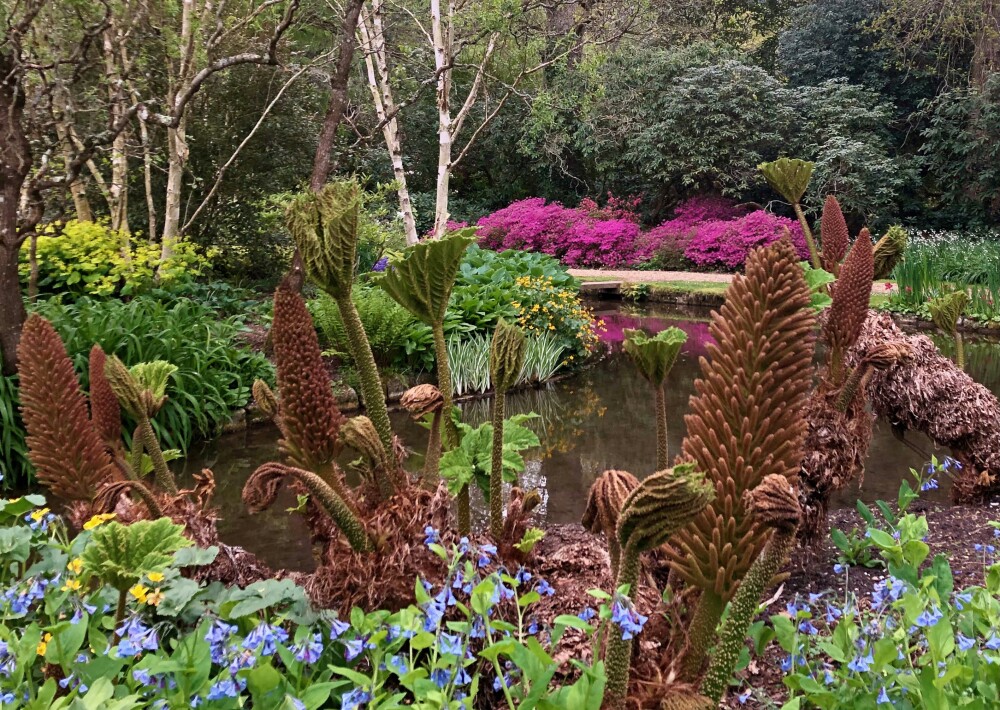 flowers at the water garden
