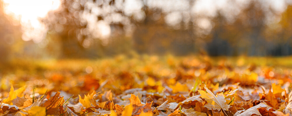 Autumn is a lovely time to visit Longstock Park