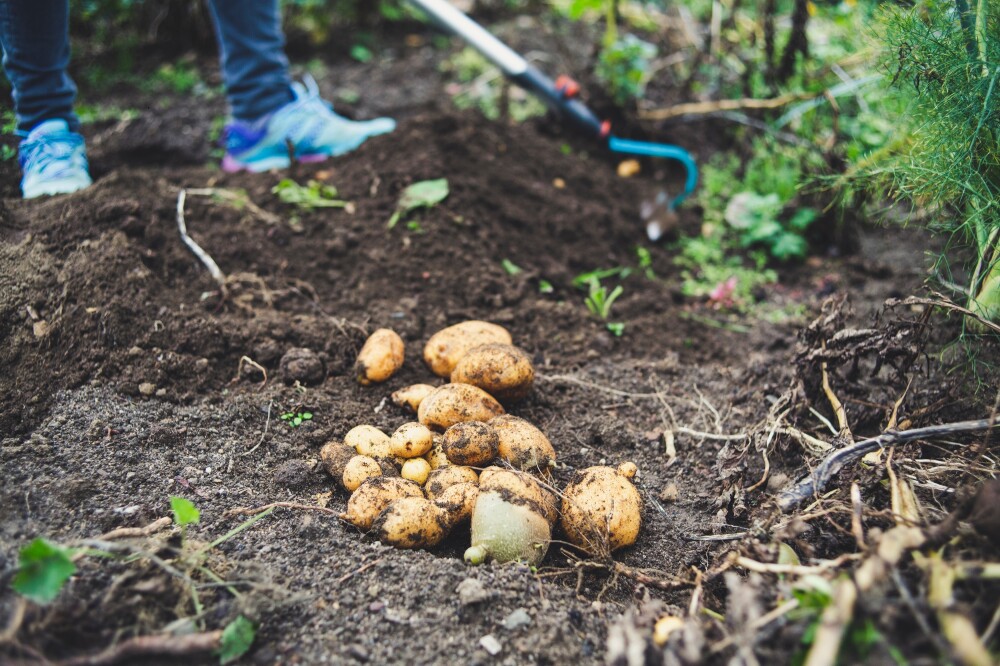 Seed potato masterclass