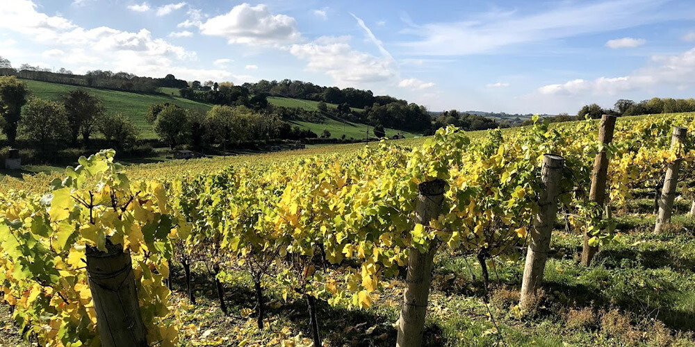 Leckford estate vineyard