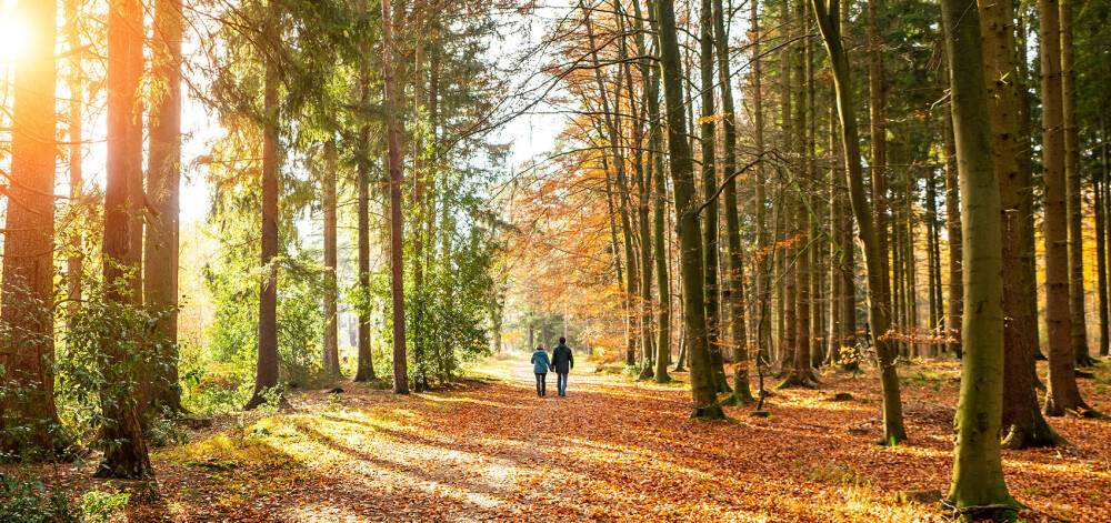 Walk in Longstock Park
