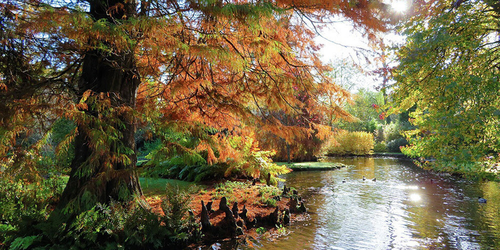Autumn leaves over the water garden
