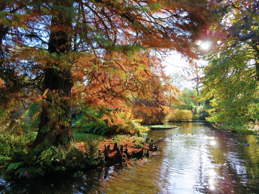 Water garden 