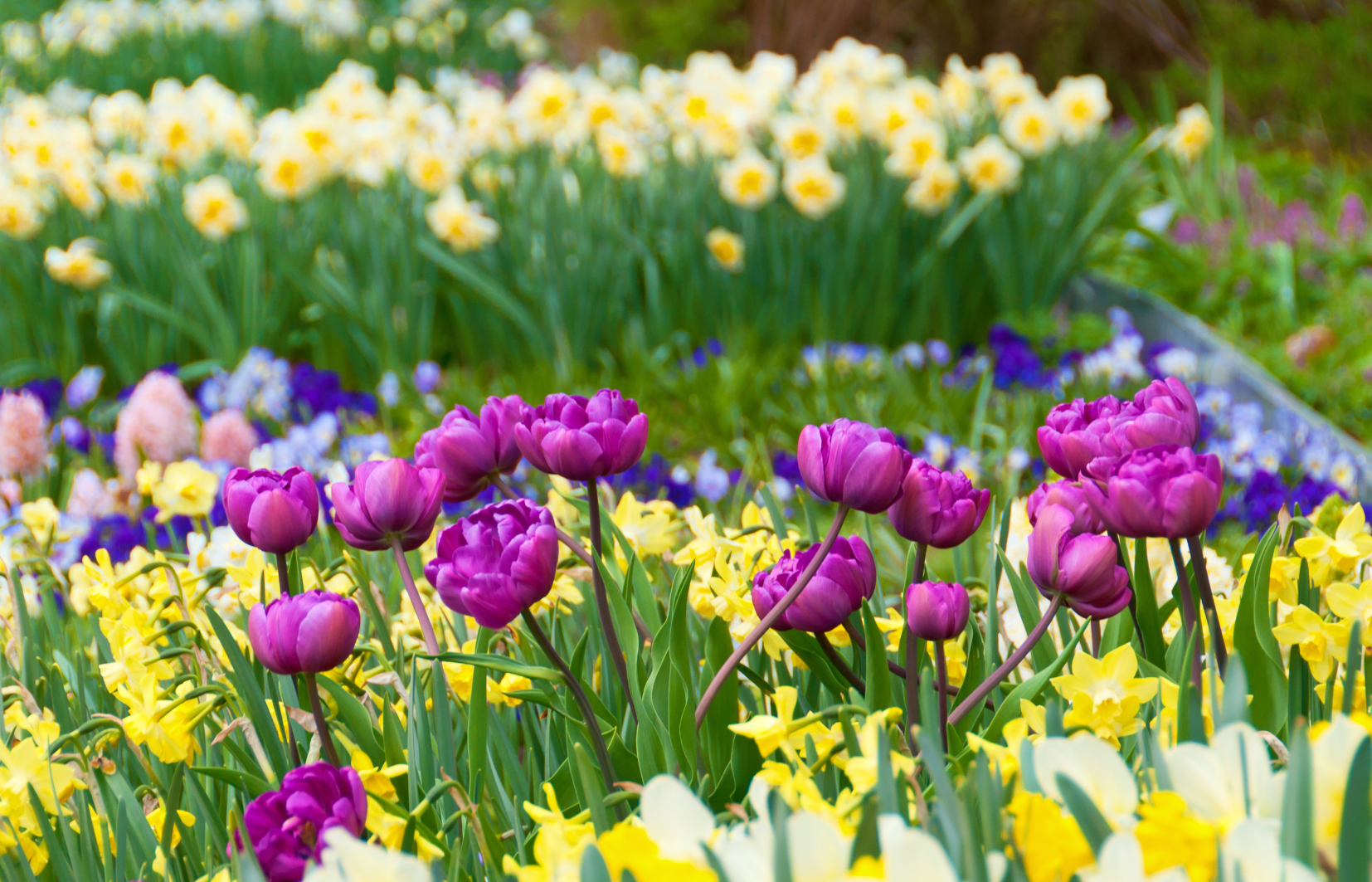 Extended Weekend Bulb Bonanza