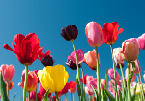 colourful spring bulbs