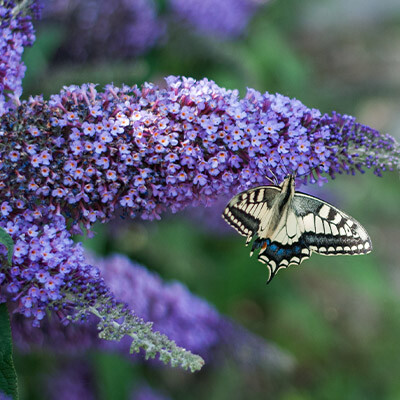 Add Colour to your Garden this Season with Buddlejas