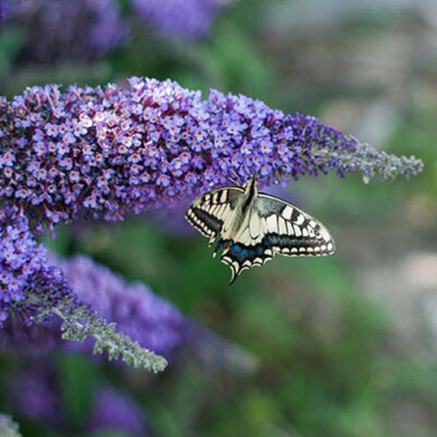 close up of butterfly with buddlejas