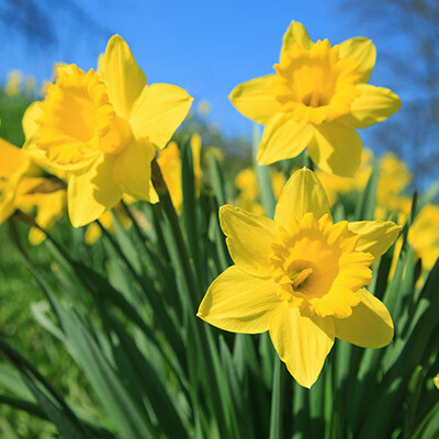 daffodils