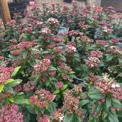 autumn skimmia plants