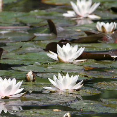 Lillies at Longstock Park Water Garden