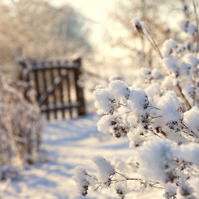 Cosy Blankets and Frosted Gardens