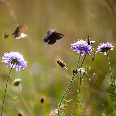 Flowers at Leckford Estate
