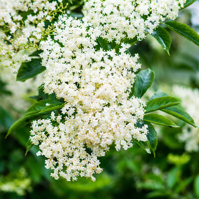 Elderflower at Leckford Estate