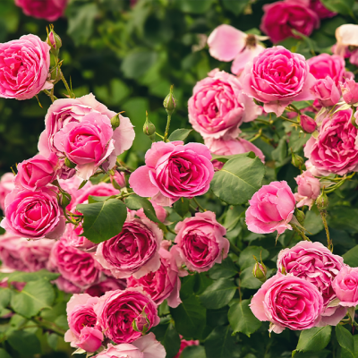 Bright pink rose bush