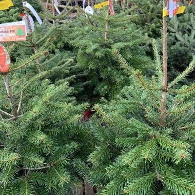 Christmas trees Leckford Estate, Hampshire