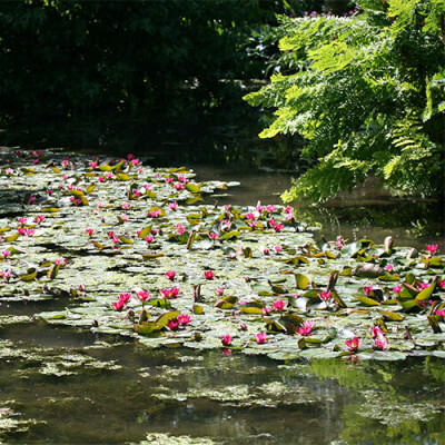 Close up of water lilies with pink flowers
