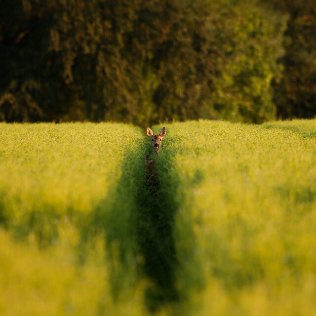 A deer peering through crops in a field