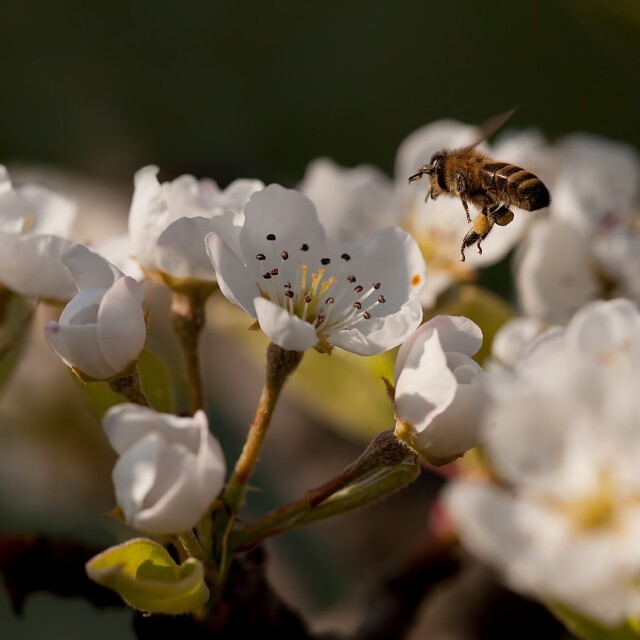 Waitrose & Partners Farm Apple Blossom & Bee