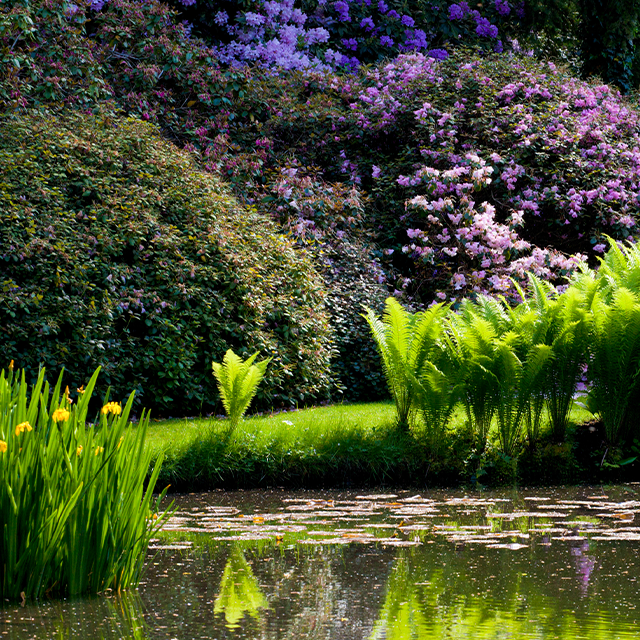 Leckford Water Garden