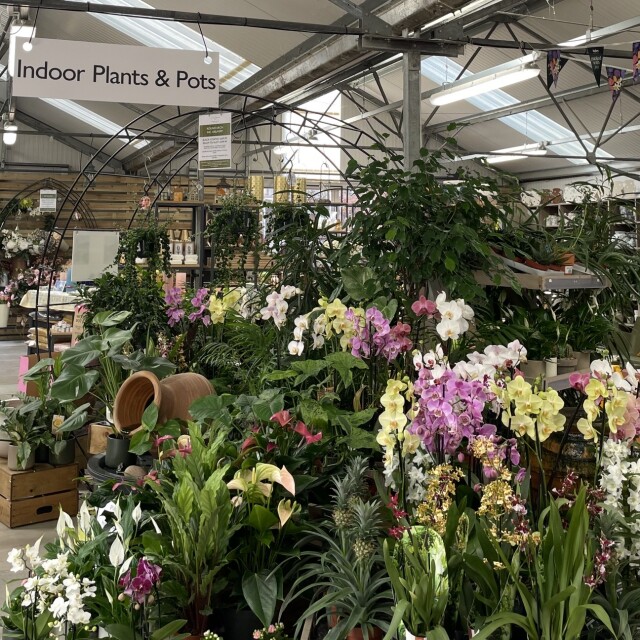Houseplants