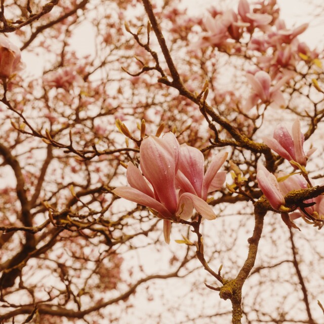 Spring magnolia colour